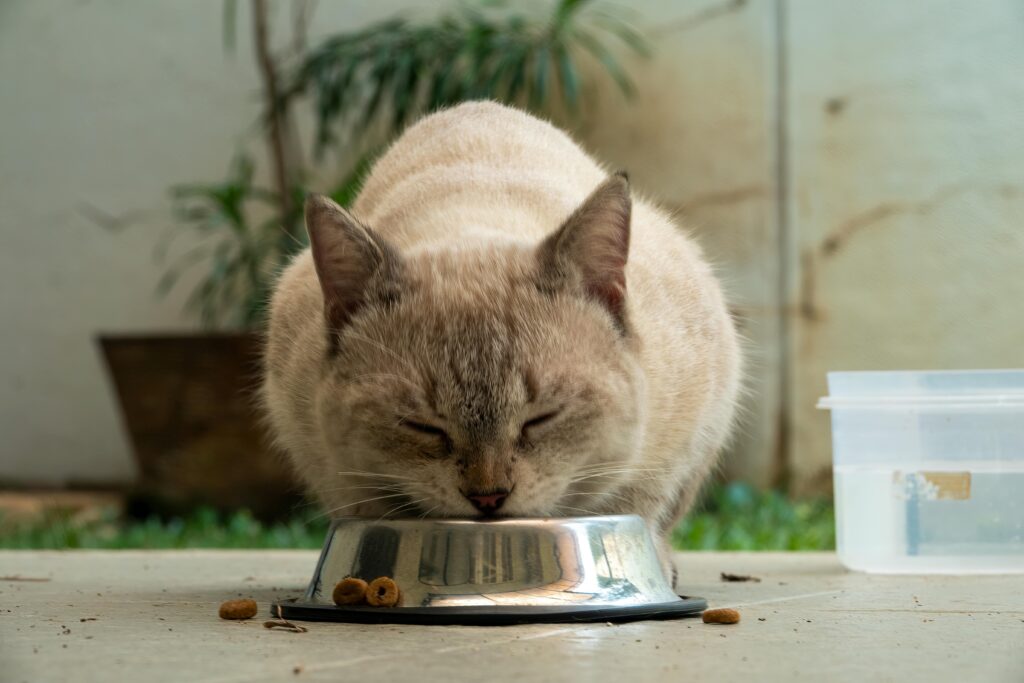 Cuidado digestivo en perros y gatos. Foto: Cuidado digestivo en perros y gatos. Foto: Pexels.