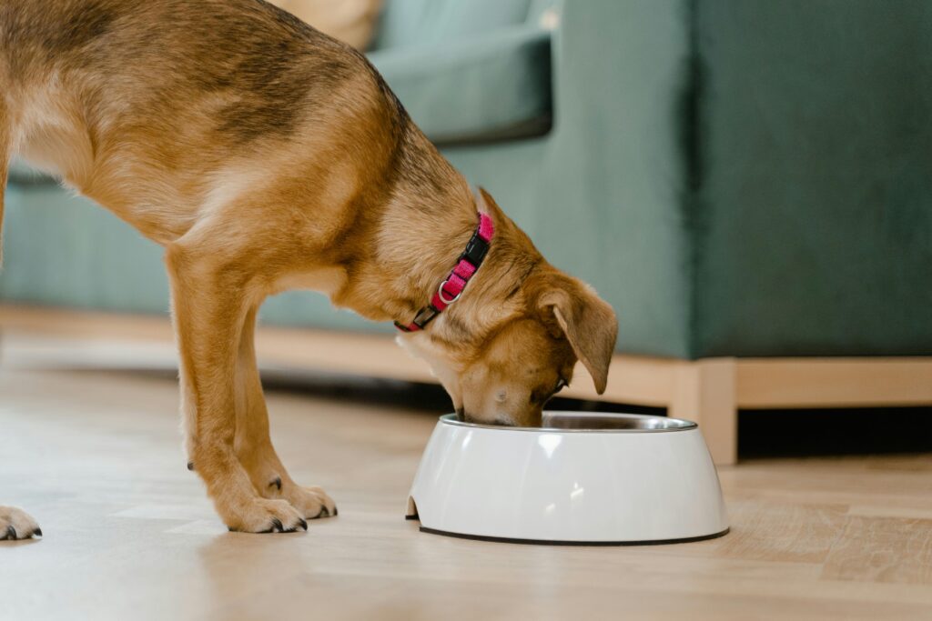 Alternativas naturales y suplementos postbióticos para perros y gatos. Foto: Pexels.