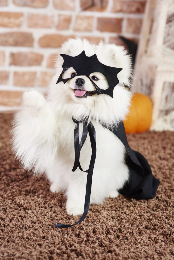 Portrait of playful dog in halloween costume